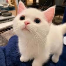 ڈانش تیمور avatar